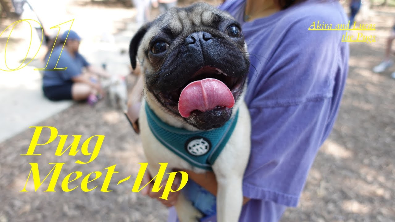 Pug Meet-Up | Akira and Lucas the Pugs