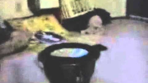 12vdb.com - car audio database: Rockford Fosgate T112d2.1