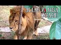 ❤️ Милота из ‘’Тайгана’’ от  Аслана и Медеи(Лизы).Лев верхом на львице! Safari park Taigan Crimea