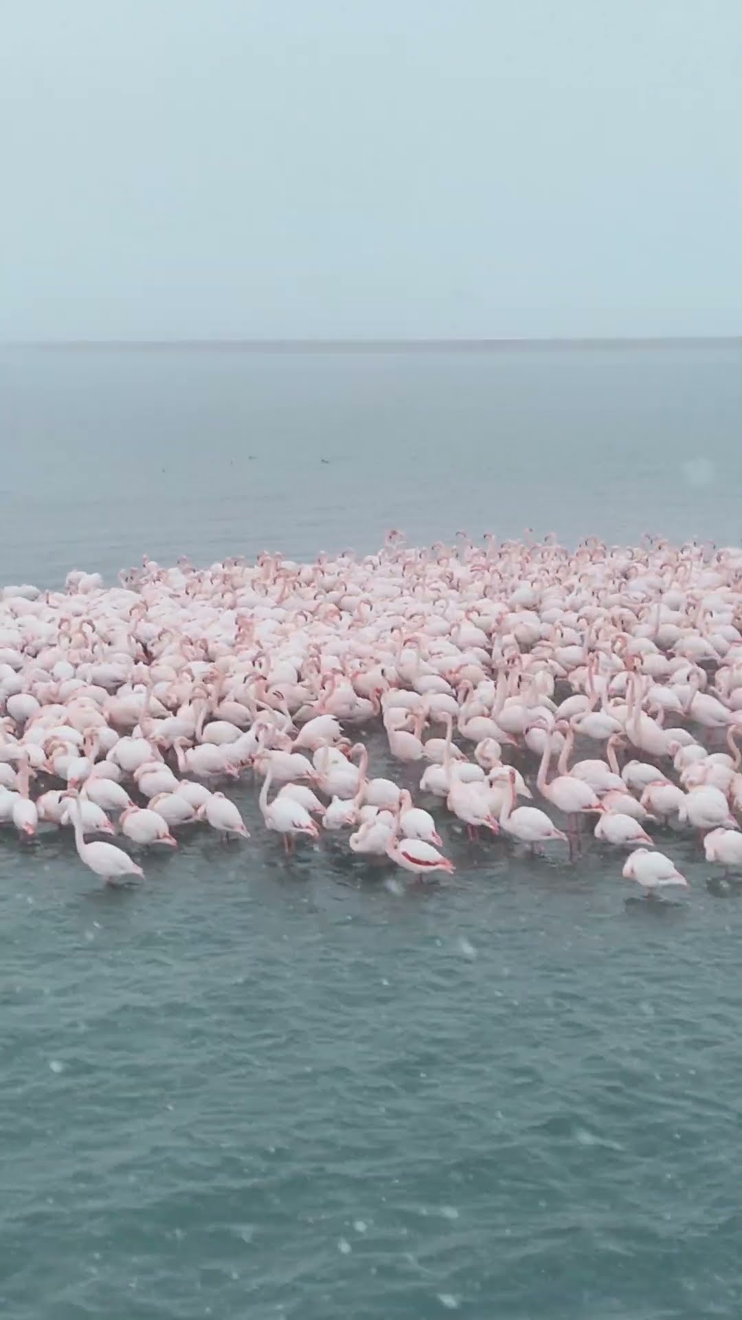 Flamingos Gather During a Snowfall || ViralHog