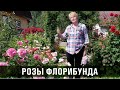 Роза флорибунда. Сорта и особенности роз флорибунда.