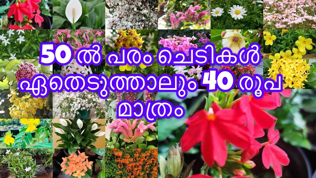 ഏതെടുത്താലും40 രൂപ മാത്രം 7025513603 part2 Choose any plants ₹40 only #dreamgarden #plantsale
