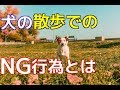 【愛犬のための知識】犬の散歩のNG行為６選【犬を知る】