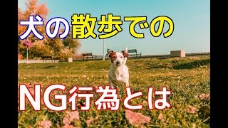 【愛犬のための知識】犬の散歩のNG行為６選【犬を知る】