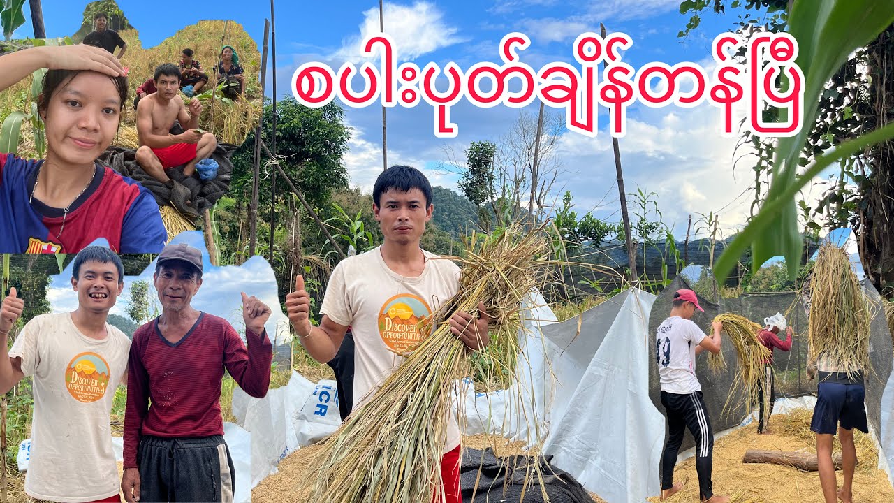 Karenni New Video စပါးပုတ်ချိန်တန်ပြီ 