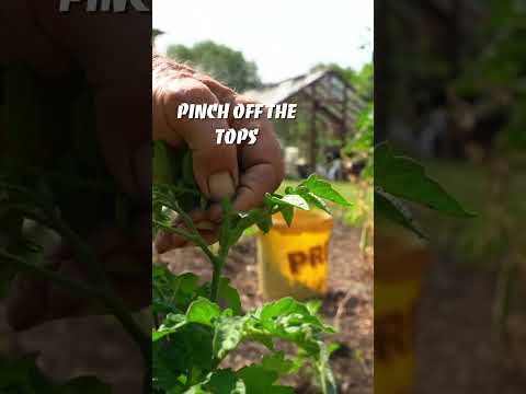 Vídeo: Tomàquets - mulching i reg