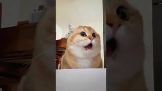 Funny Cats 😺 Episode 174 #Shorts