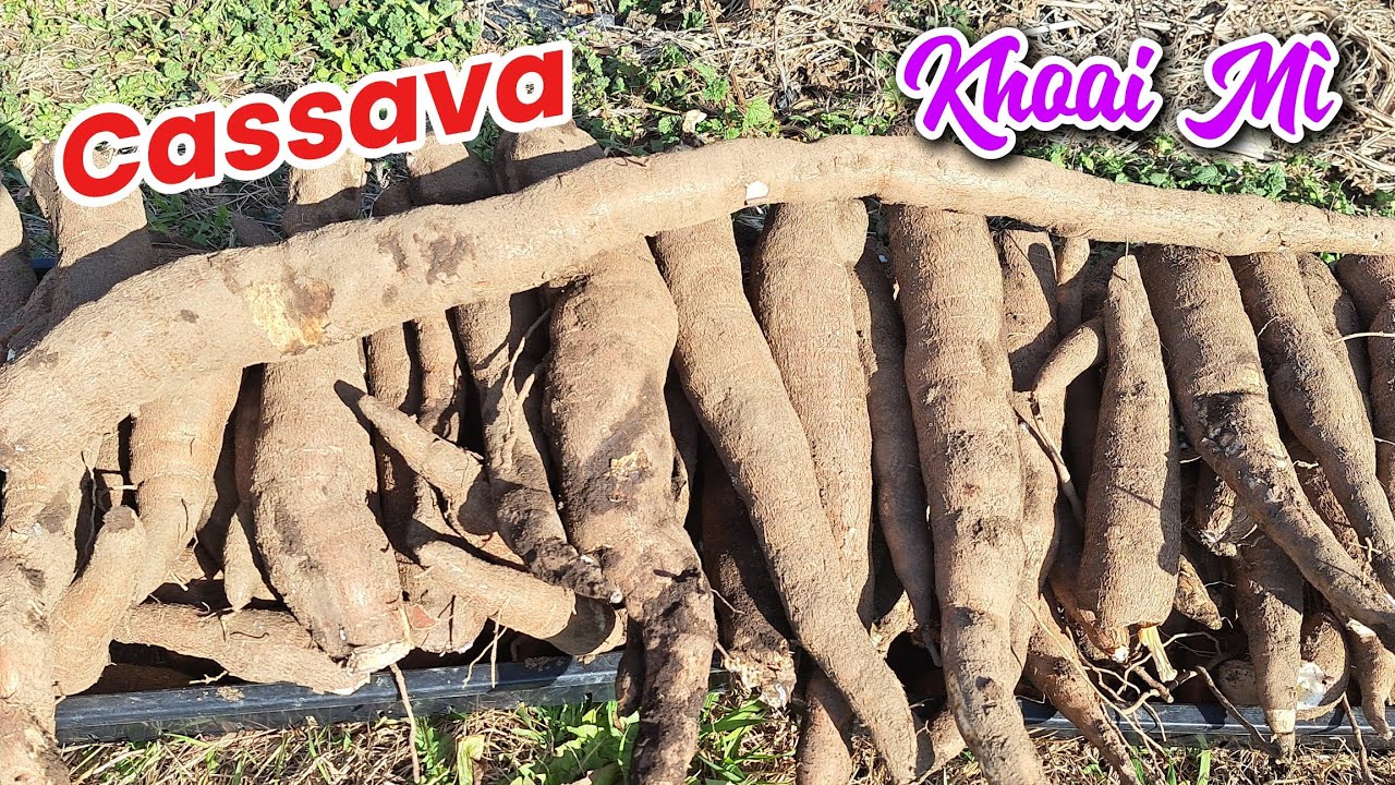 Bội Thu Khoai Mì Vàng Ngon ở Nhật Vào Đông  