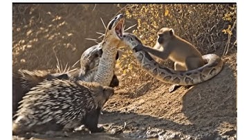 A python attacked a porcupine and a monkey. How did they survive?🐍🤭