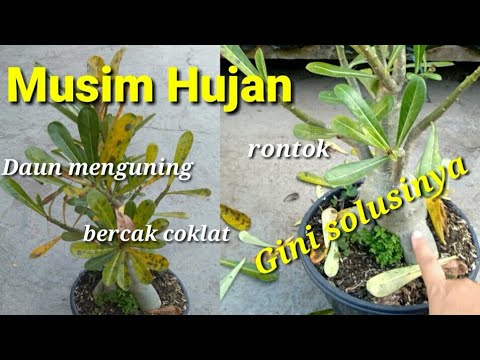 Video: Mengapa daun kamboja rontok?