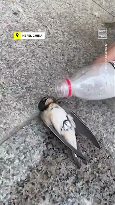 Good Samaritan Revives Bird That Fainted During Heat Wave