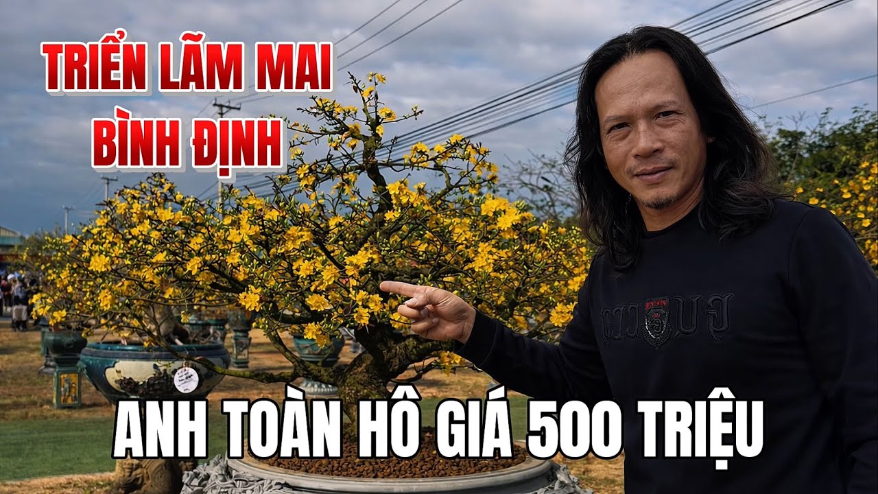 Triển lãm mai Bình Định 2026 - Anh Toàn Chốt cây mai bonsai 500 triệu 