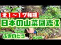 初心者はこれを見ろ！日本の山菜図鑑『動画版』①
