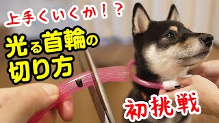 犬の光る首輪の切り方 に挑戦!【豆柴】