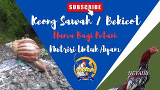 Mengobati Ayam sakit kuning || Manfaat Bekicot untuk ayam