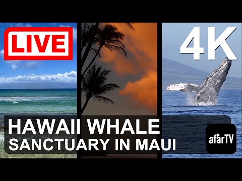 🌎 LIVE in 4K: Hawaii Humpback Whale Marine Sanctuary in Maui, Hawaii