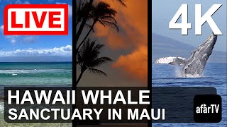 LIVE in 4K: Hawaii Humpback Whale Marine Sanctuary in Maui, Hawaii