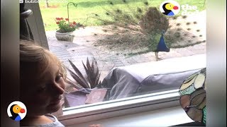 Pea Decides To Live With Human Family The Dodo