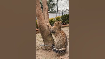 Common Cat Behavior Problems and How to Fix Them #petcare #pets