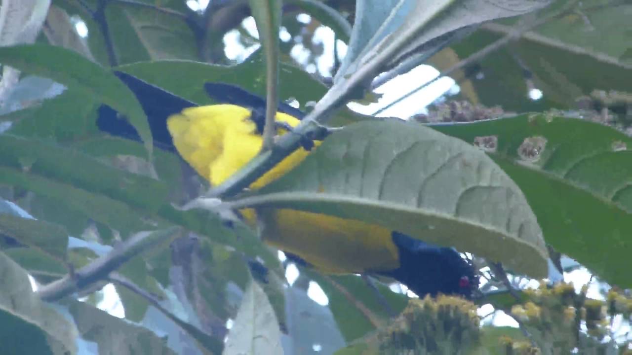 Hooded Mountain-Tanager at Guango Lodge 