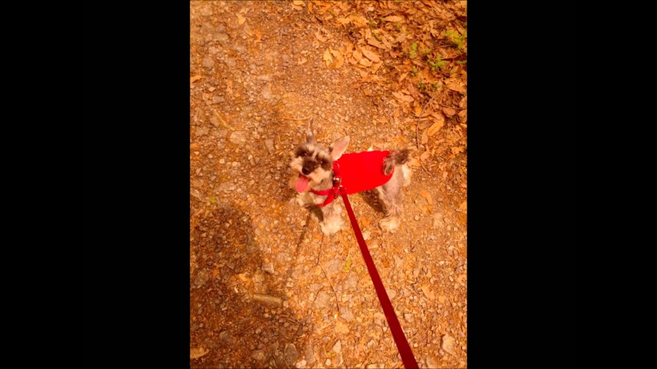 peppertones - hotdog!