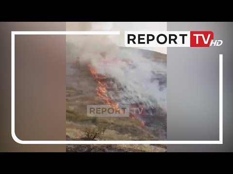 Video: Pemët e ullirit të fortë - Informacion mbi rritjen e ullinjve në zonën 8