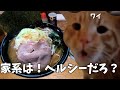 【 家系ラーメン】深夜のの早死に三段活用は健康に良い!ライスも一緒に食べて優勝しろ!!という話【とんこつ家】#猫ミーム #猫マニ