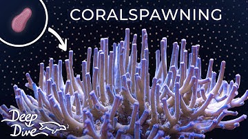 Coral Spawning - From Larvae to Aquarium Coral feat. SciReef | Deep Dive Ep. 2
