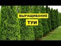 Выращивание Туи как бизнес идея | Открыть питомник туй | Туя в домашних условиях