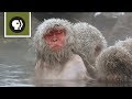 Snow Monkeys Soak in Hotsprings