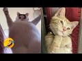 FUNNY CAT VIDEOS 2023😸 - 😂Funniest Cats 2023 #82