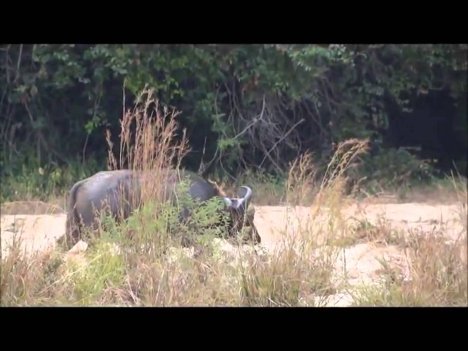 krasivo-ohota-na-safari-video-prozrachnih-trusikah