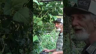 When to pick beans, peas and cucumbers garden mulch gardeningtips