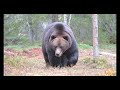 A big and healthy bear wanders in the woods. Iso Karhu. 4K HDR