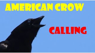 American Crow Calling