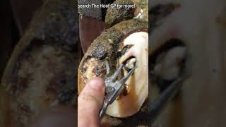 PULLING a HUGE TOOTH OUT OF A COWS HOOF