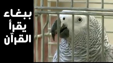 سبحان الله ببغاء يقرأ القرآن الكريم