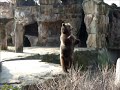 Hungry bear @ Berlin Zoo (Sony DSC-H10)