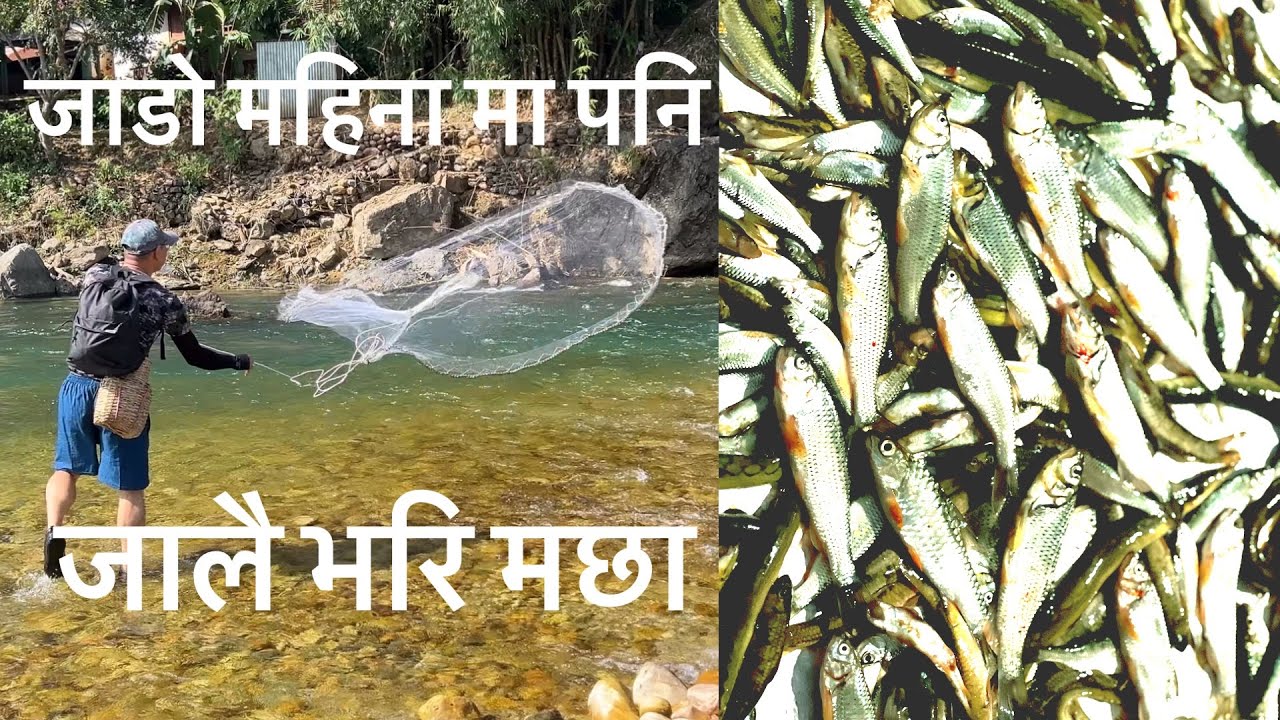 NET FISHING AADHIKHOLA MAA //जाडो महिनामा जाल खेलेर माछा सँगाल्ने तरिका।