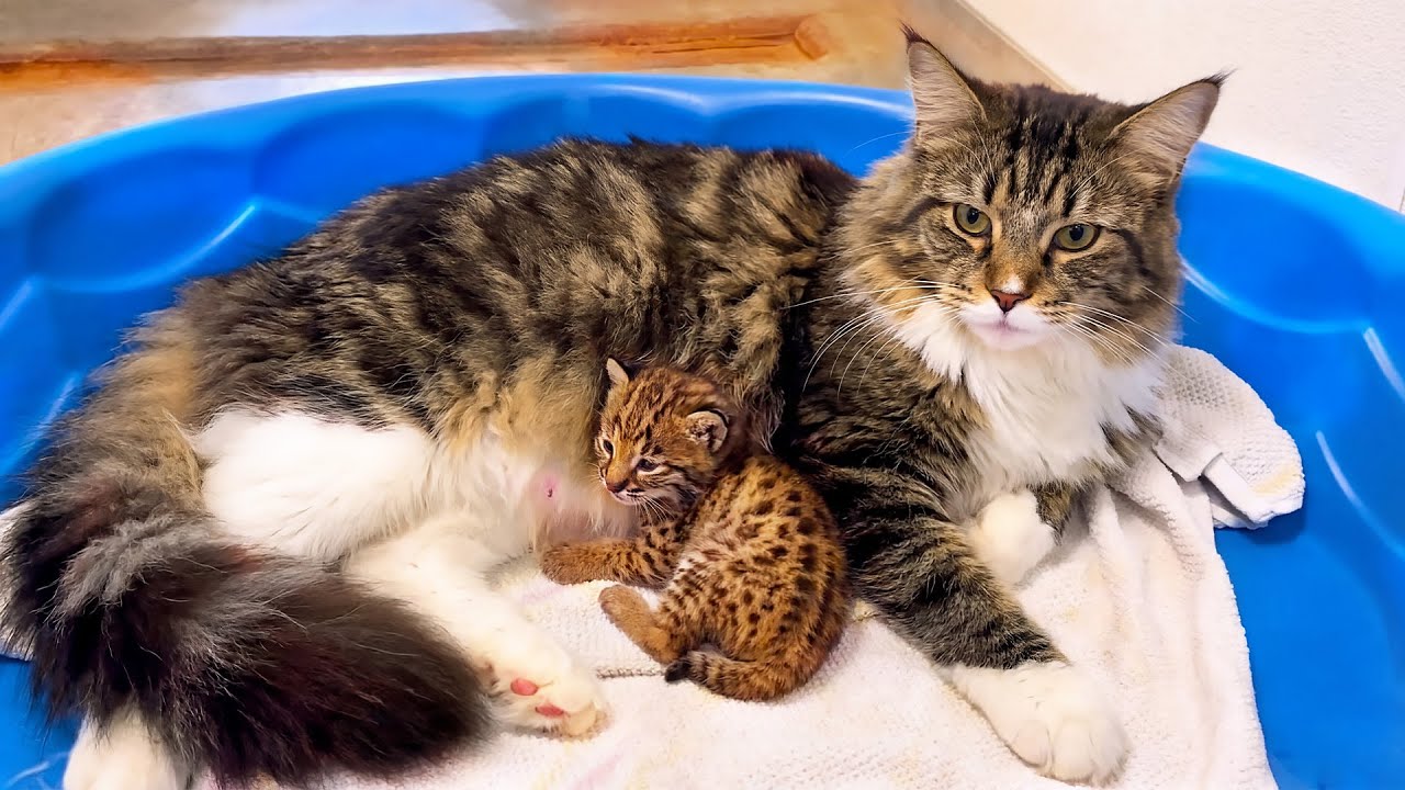 He Brought Home a “Kitten”, The Vet Screamed “That’s Not a Cat!” Then His Maine Coon Did THIS