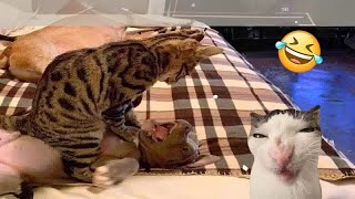 Funny Cat Videos of 2024 😍 YOU LAUGH YOU LOSE #14