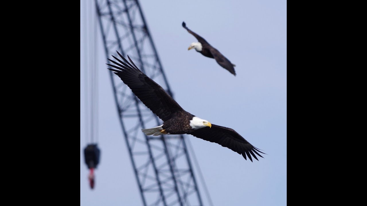 bald eagles in wisconsin Beautiful Bald Eagles Fishing below Red Rock Dam!