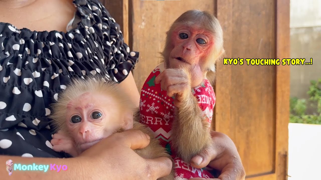The Moment… Monkey Kyo meets the super cute baby monkey again! ❤️