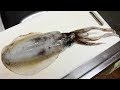 アオリイカのさばき方と刺身
