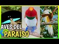 AVES DEL PARAISO 😍 | Cortejo y baile de las Aves del paraíso