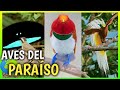 Aves del paraiso   cortejo y baile de las aves del paraso