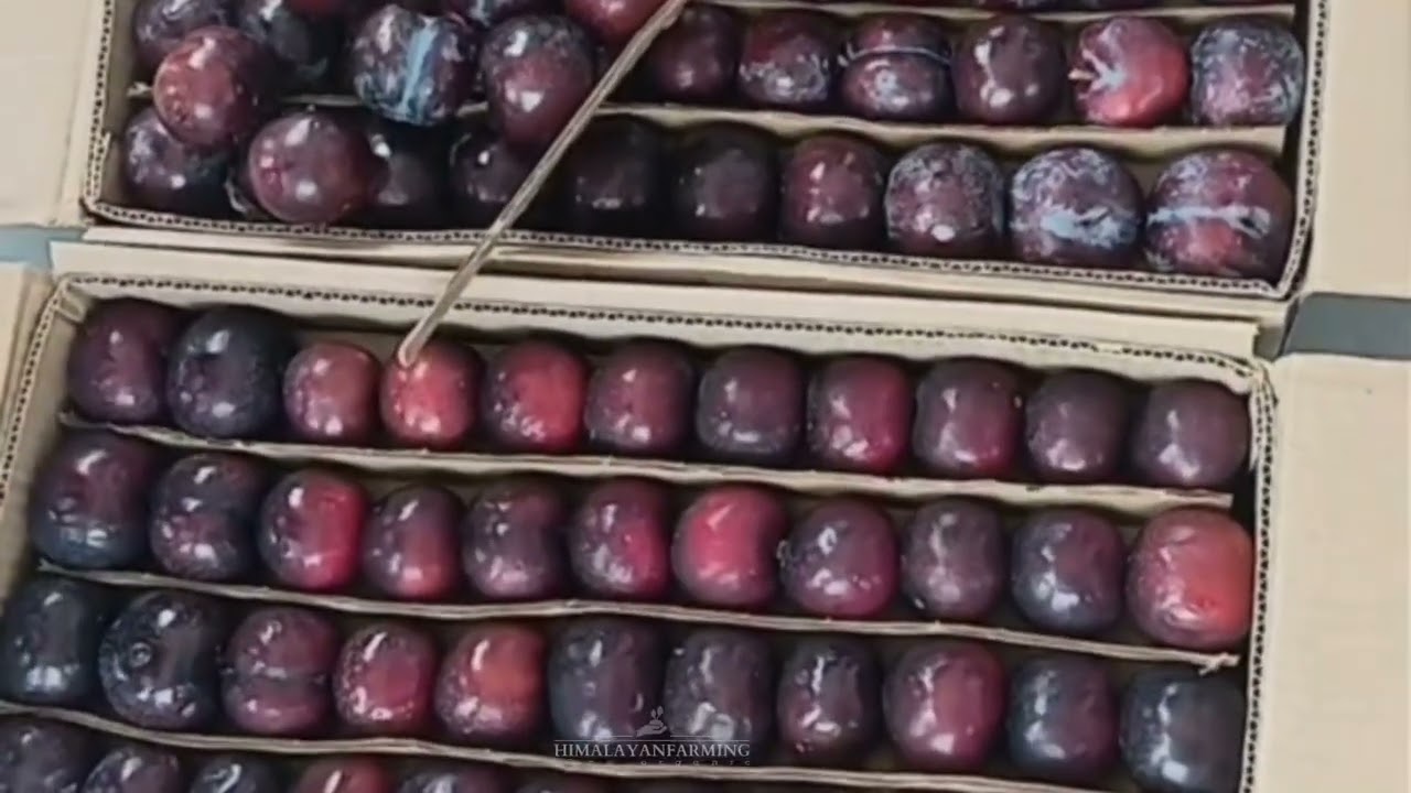 Live: Blackamber Plum Auction | Stonefruits market at bhattakuphar Mandi | Himalayanfarming | Live