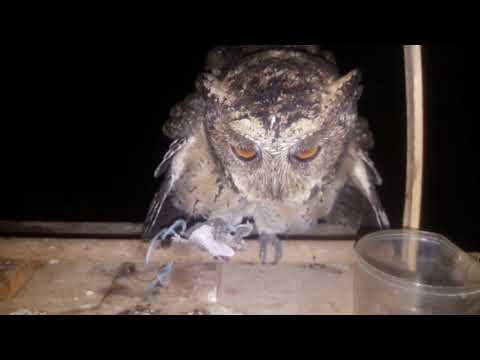 burung-hantu-makan-malam-cicak