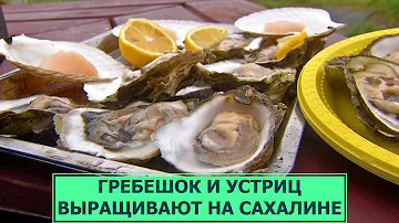 Морской гребешок и устриц выращивают на Сахалине