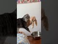 The world’s clumsiest cat 😂.#cat #fyp #kitty #catlover #funny